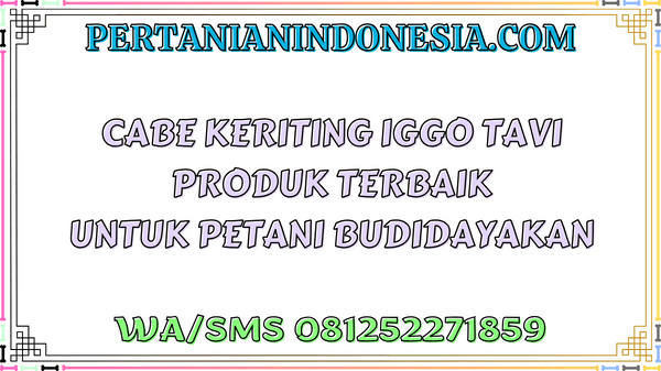 Cabe Keriting Iggo Tavi Produk Terbaik Untuk Petani Budidayakan